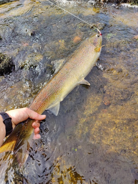 Upper Glangwye salmon - KG from Birmingham